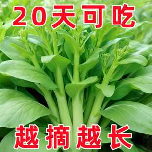 早熟白菜苔种籽白菜心种子香甜早白菜苔菜种阳台庭院蔬菜四季种植