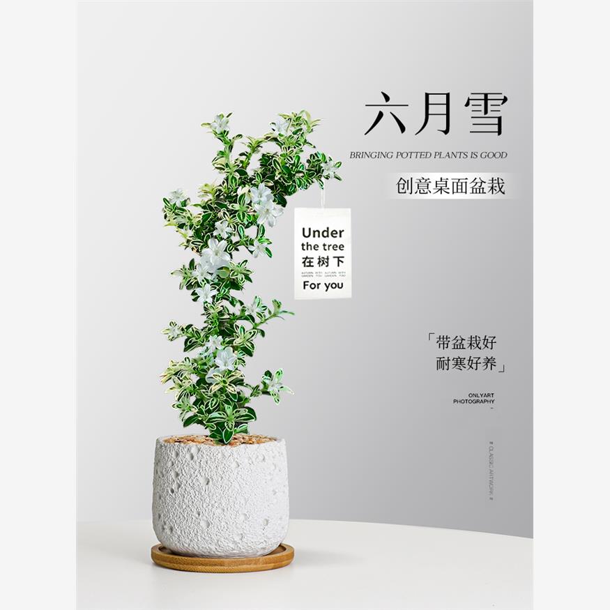 飘枝六月雪盆景造型小盆栽室内办公桌面花卉绿植四季长青好养植物