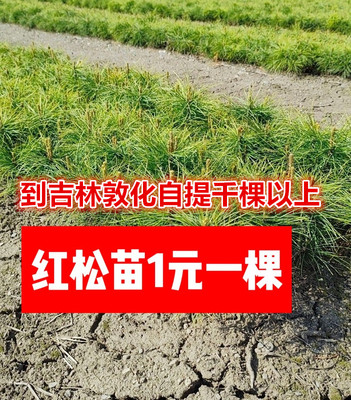 东北五针红松树苗四年生