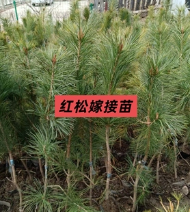 东北五针红松树苗嫁接苗营养杯松塔大果