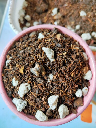 迷迭香盆栽种植花土肥料