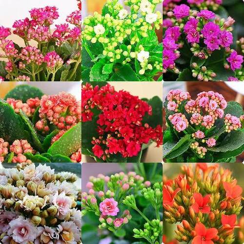 重瓣长寿花小苗 大花室内阳台花卉绿植 四季开花 无花苞