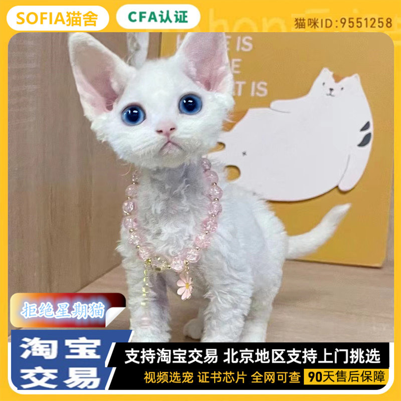 北京猫舍德文卷毛猫幼猫纯种虎斑开脸帝王猫不掉毛的猫咪活体宠物