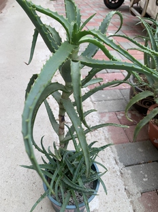 八年老桩 龙爪菊苗 木立芦荟苗