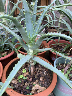 龙爪菊粉苗 带根苗 木立芦荟苗