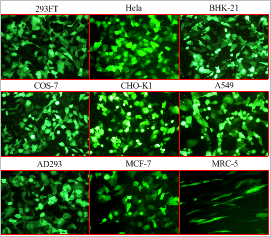 各种293细胞专用转染试剂 0.8ml hela细胞,bhk-21