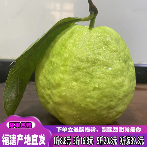 现摘芭乐番石榴水果芭乐番石榴