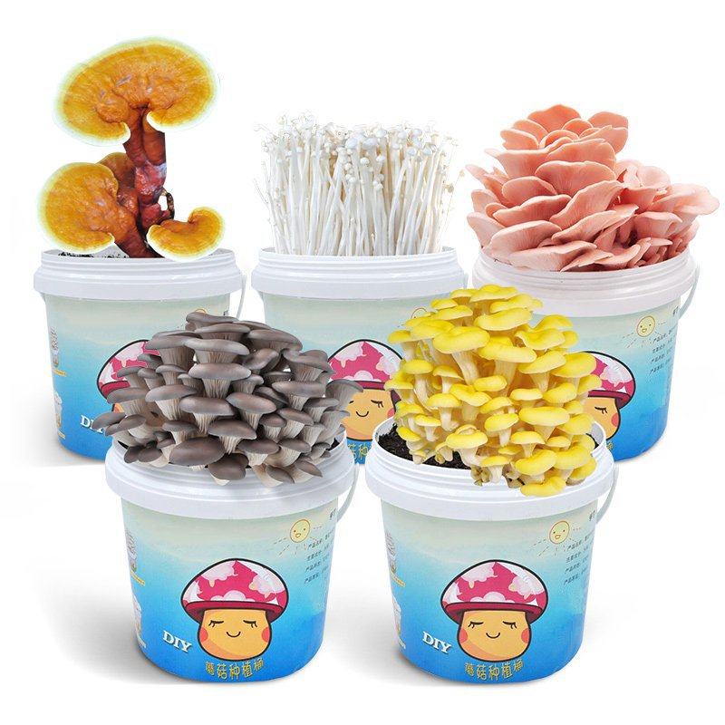 种植小孩子学校diy蘑菇菌盆栽