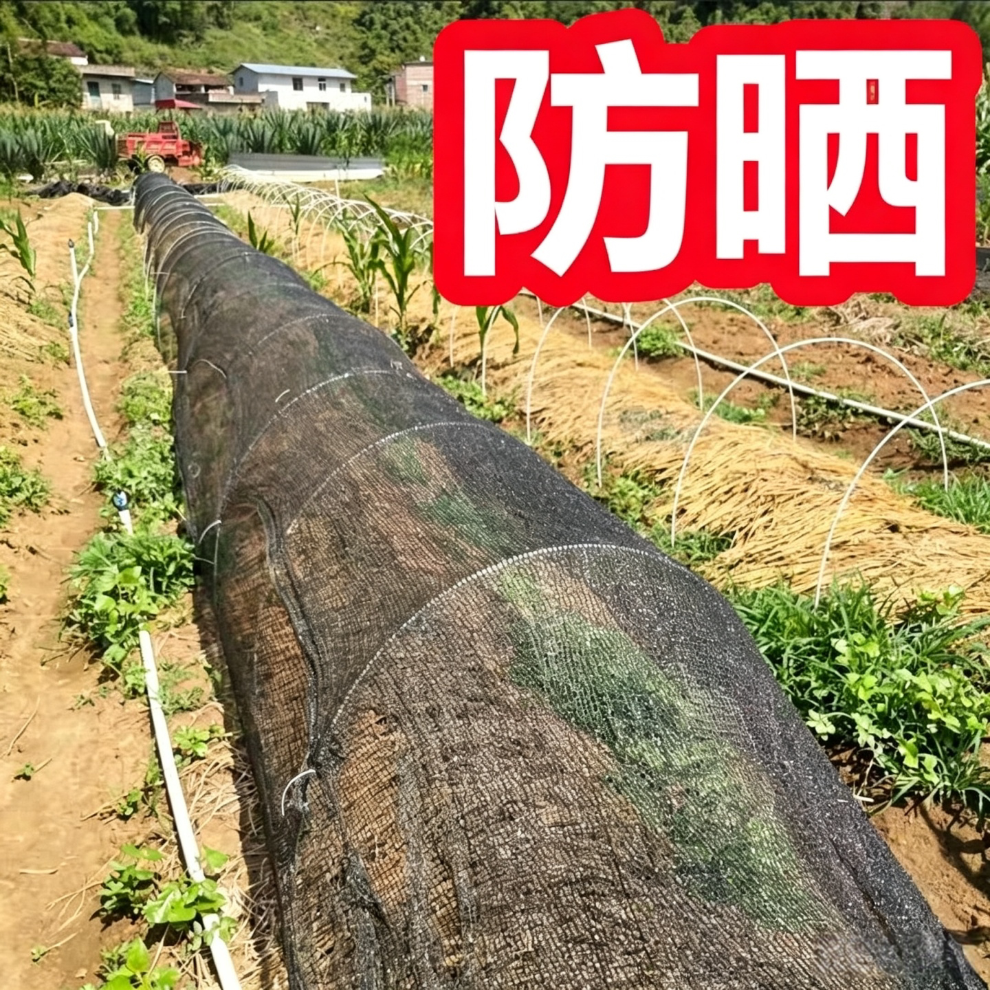 蔬菜西红柿西瓜大棚遮阳网种菜地