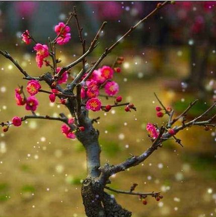 庭院红梅花盆栽植物盆景树桩腊梅红梅树苗乌梅绿梅朱砂梅榆叶梅