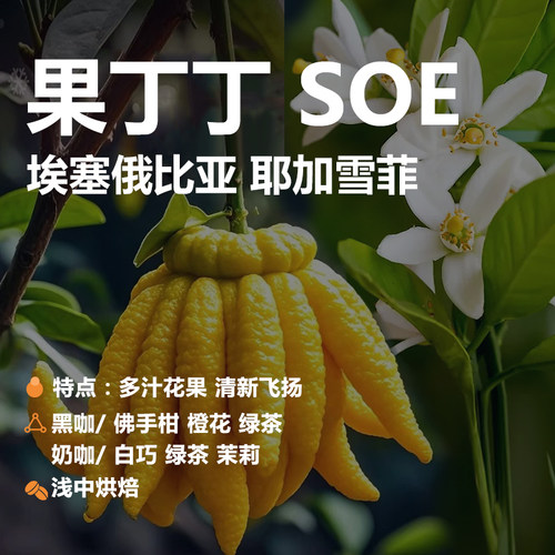 果丁丁SOE咖啡豆埃塞耶加雪菲水洗 G1 浅中烘 精品单一产地意式豆