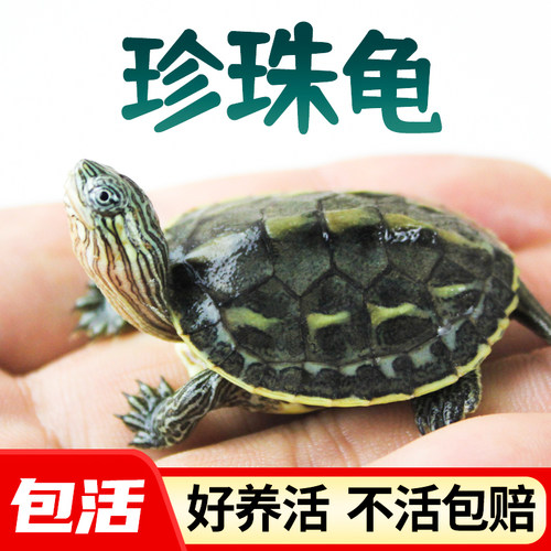 珍珠龟健康活泼易养活不活包赔