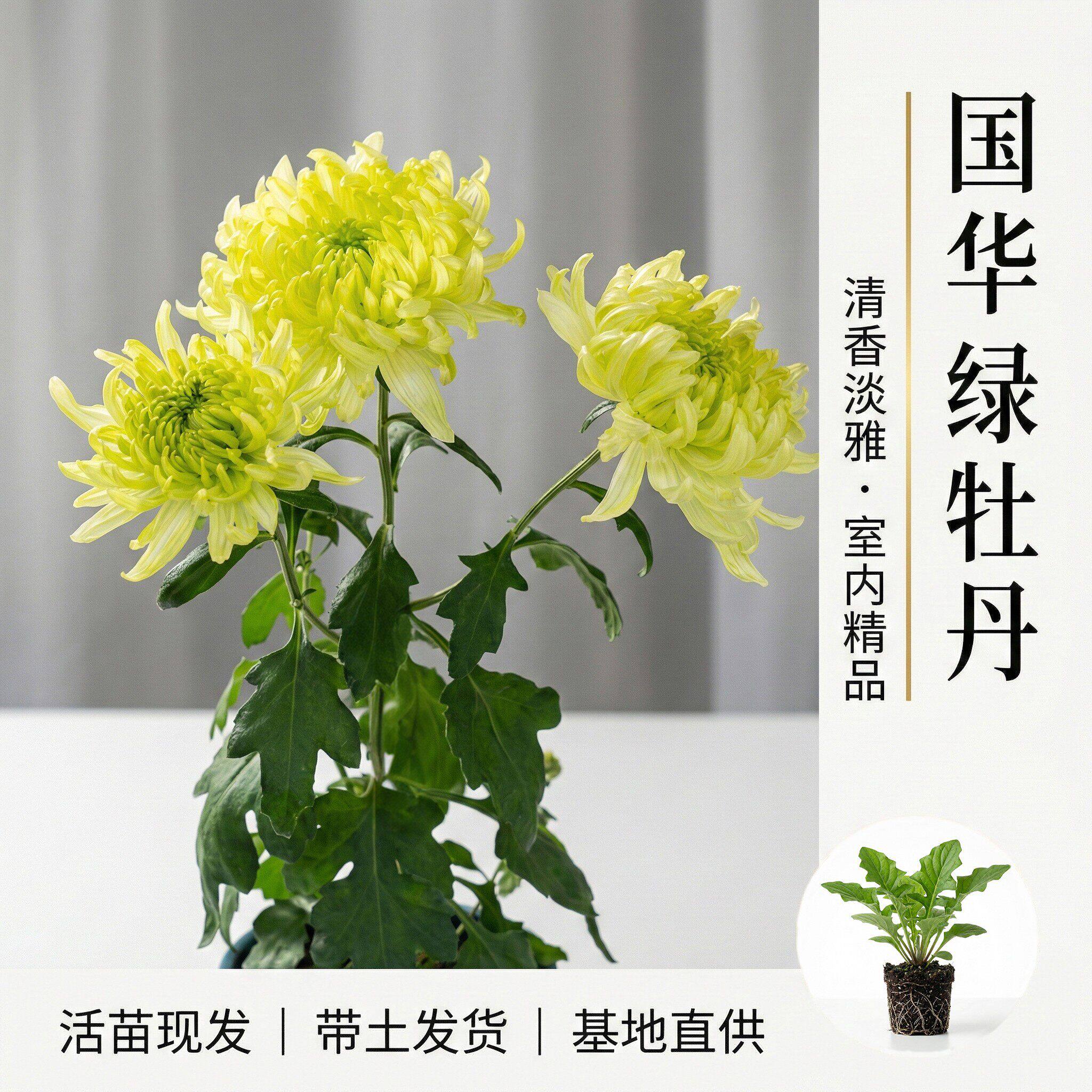 国华大菊花苗绿牡丹多年生宿根花卉阳台卧室庭院盆景四季开花
