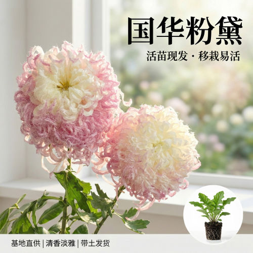 国华大菊花苗国华粉黛多年生宿根花卉阳台卧室庭院盆景四季开花