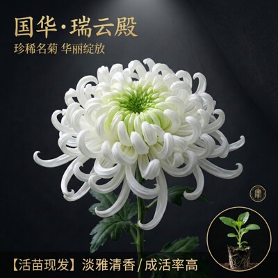 国华大菊花苗国华瑞云殿多年生宿根花卉阳台卧室庭院盆景四季开花