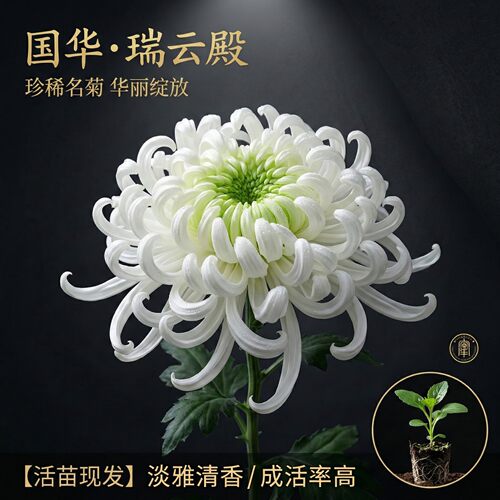 国华大菊花苗国华瑞云殿多年生宿根花卉阳台卧室庭院盆景四季开花