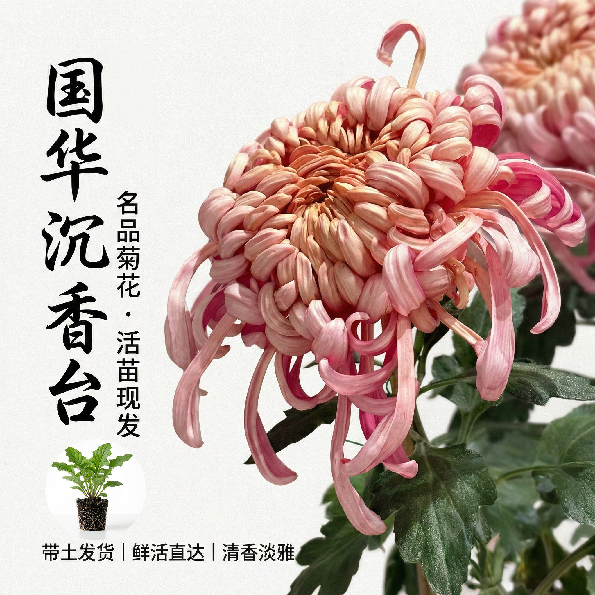 国华大菊花苗沉香台牡丹多年生宿根花卉阳台卧室庭院盆景四季开花