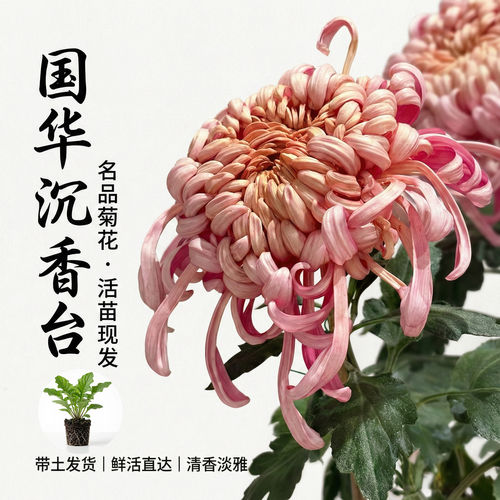 国华大菊花苗沉香台牡丹多年生宿根花卉阳台卧室庭院盆景四季开花