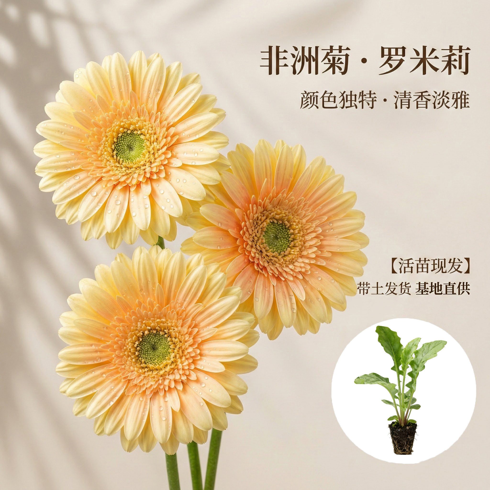【罗米莉】非洲菊花苗5颗扶郎花小苗高杆重瓣大花四季开花鲜切花
