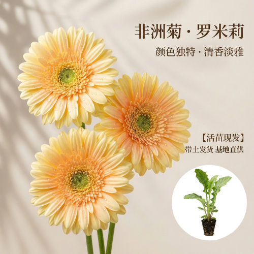 【罗米莉】非洲菊花苗5颗扶郎花小苗高杆重瓣大花四季开花鲜切花