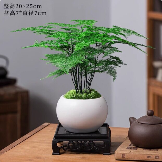 适合室内好养的植物绿植小盆栽四季耐阴易活办公室放桌面新手家里图片