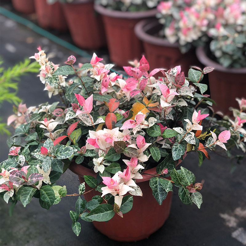 花叶络石盆栽办公桌庭院耐寒植物观叶吊兰耐热五彩花叶络石不掉叶