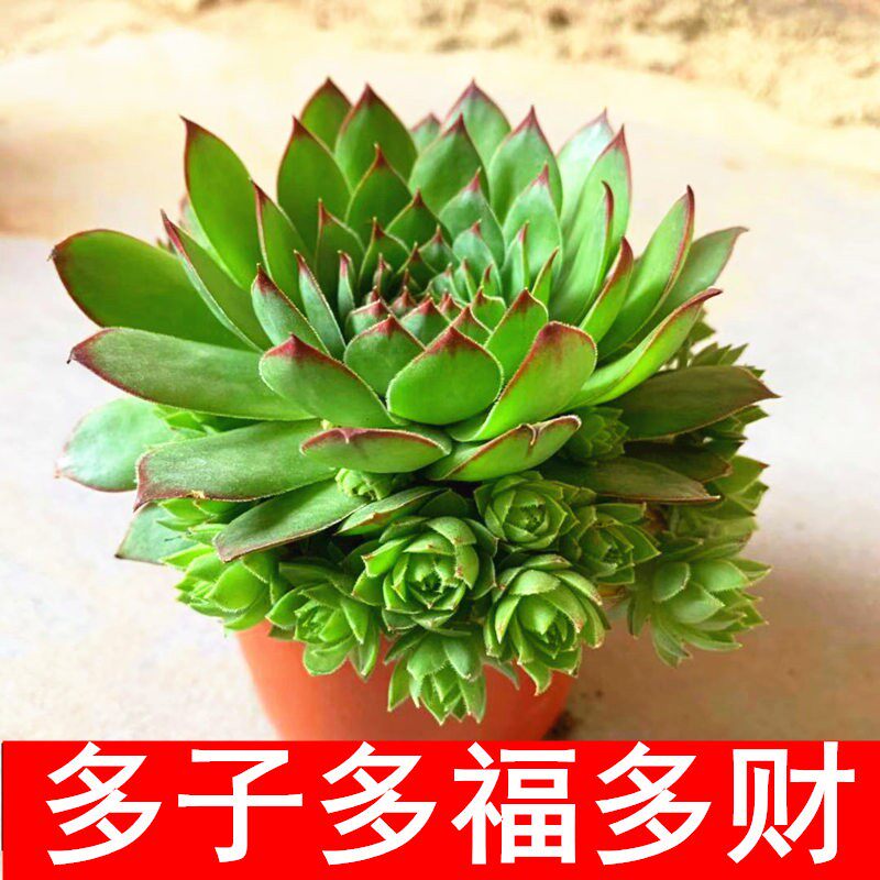 观音莲多肉植物群生老桩带仔桌面精品花卉办公室盆栽防辐射好养活