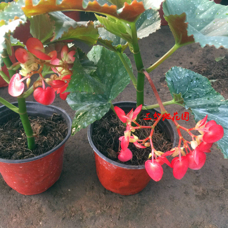 竹节海棠花卉盆栽大叶桌面绿植四季开花容易养活客厅净化空气包邮