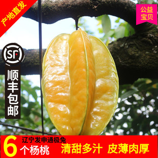 孕妇热带水果洋阳桃当季 现摘新鲜福建土楼蜜丝杨桃6 12个装