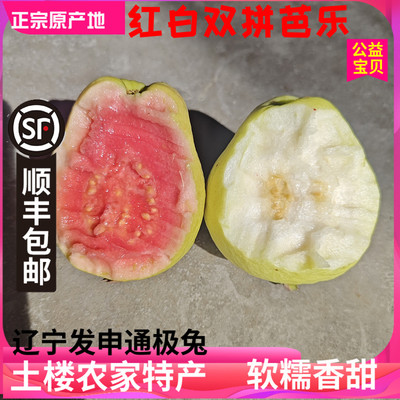 福建红白芭乐双拼福建芭乐番石榴