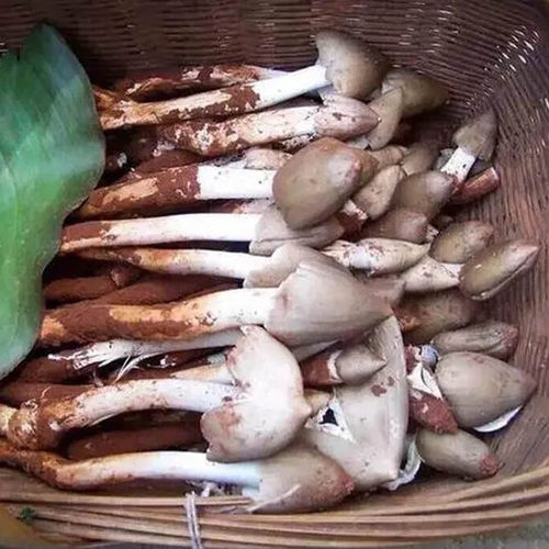 新鲜鸡枞菌云南特产野生火把