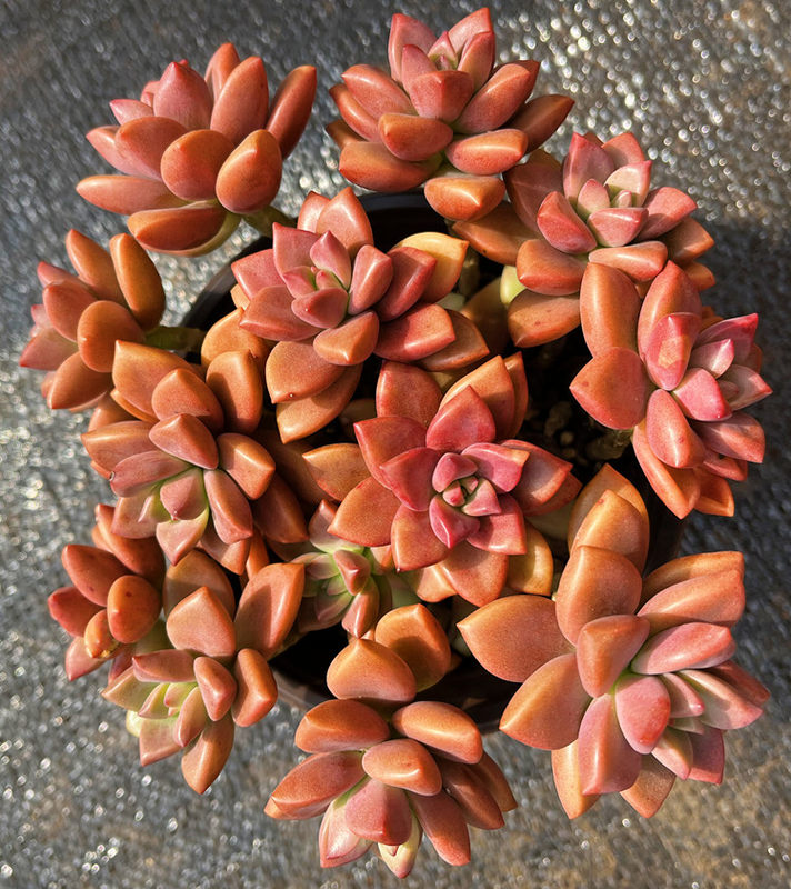 多肉植物姬胧月素材模板 多肉植物姬胧月图片下载 小麦优选