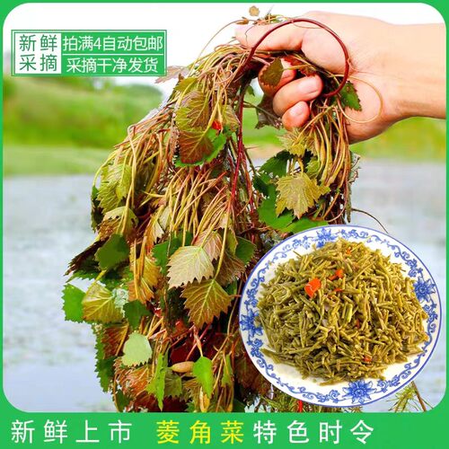 安徽无为特产天然新鲜采摘水生野菱角菜凉菜棱角菜特色蔬菜包邮