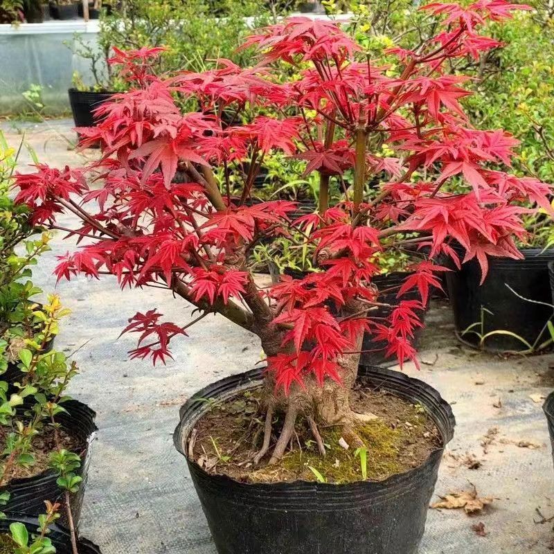 日本红枫盆景老桩三季红苗红舞姬树苗黄金枫山红叶盆景盆栽植物