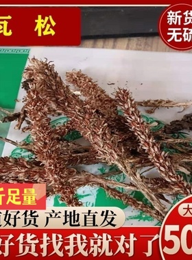 瓦松 中药材500克包邮 昨叶何草、屋上无根草 向天草 瓦塔  瓦花