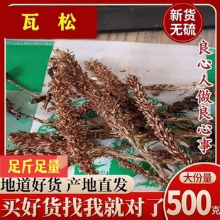 瓦松 中药材500克包邮 昨叶何草、屋上无根草 向天草 瓦塔  瓦花