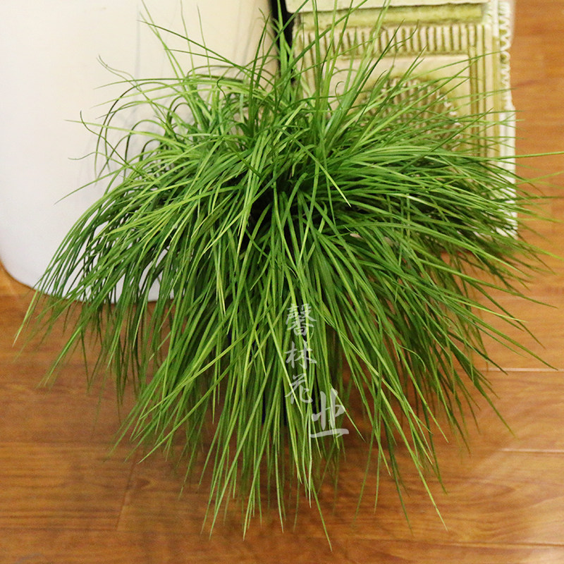 河葱草仿真假草长青草麦芽草菖蒲沿阶草室内客厅家居绿植插花摆件