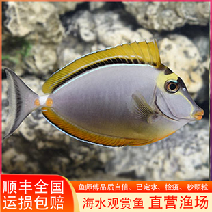 金毛吊七彩天狗火箭吊倒吊类食除藻海水鱼活体海水缸观赏鱼已检疫