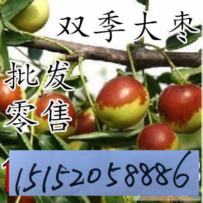 嫁接枣树双季结果大枣果树苗脆枣树苗盆栽地栽南北方种植当年结果在类目 鲜花速递/花卉仿真/绿植园艺, 花园植物/行道树/果树, 果树中 - 来自Buy2taobao.com提供专业的淘宝代购服务