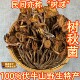 秦岭深山伏牛山野生树秋菌蘑菇农户采摘特产野生茶树菇干货煲汤料