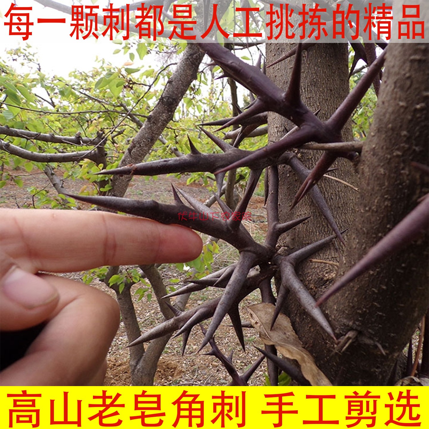 新鲜食用农产品皂角刺秦岭新货