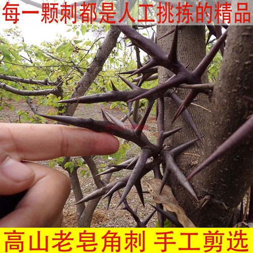 新鲜食用农产品皂角刺秦岭新货