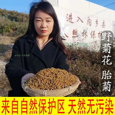 野菊花正宗秦岭天然野生11月新货