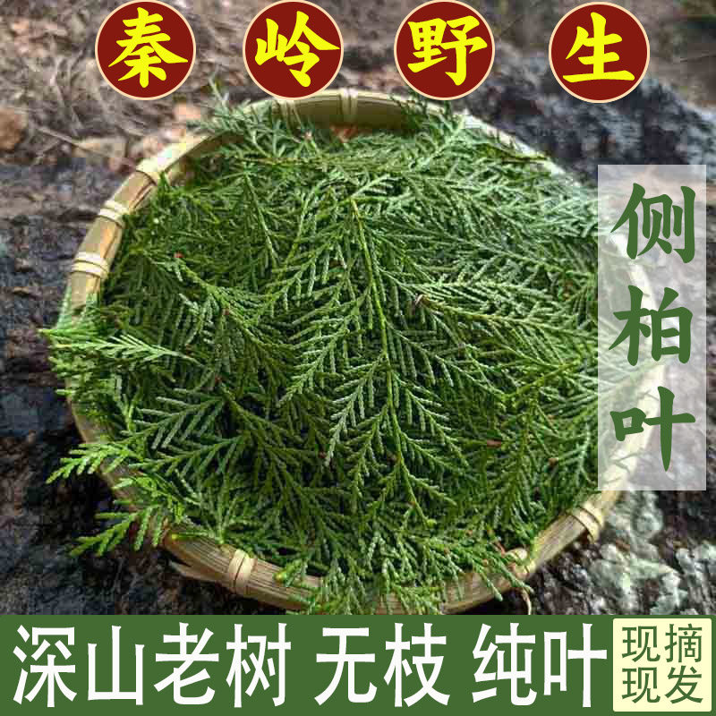 秦岭野生新鲜侧柏叶现采现发50年老树阴干侧柏叶可打粉洗发乌发