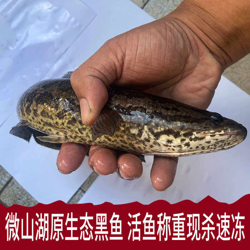 微山湖原生态黑鱼新鲜活鱼现杀乌鳢鱼发财鱼蛇鱼炖汤