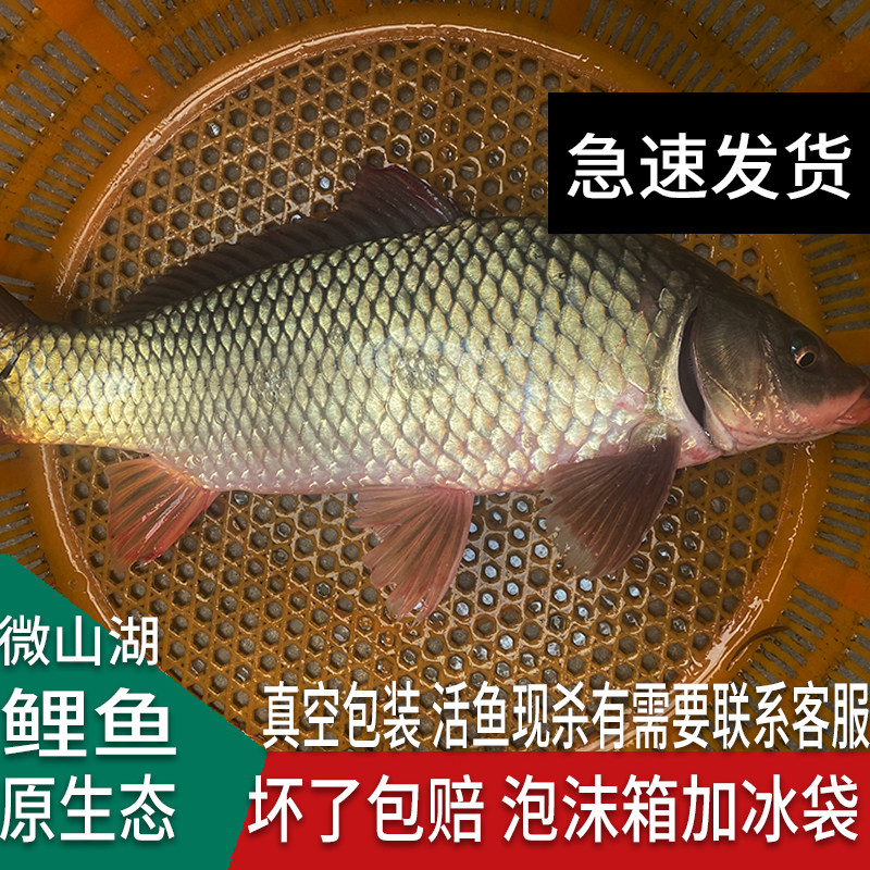 微山湖新鲜鲤鱼大鲤鱼四鼻