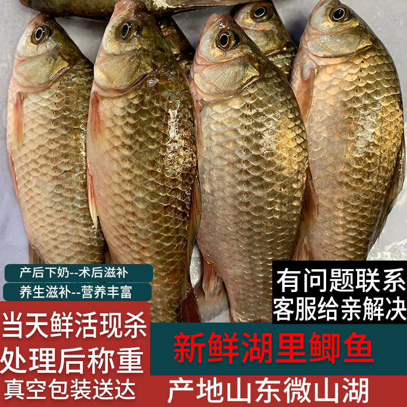 微山湖鲫鱼淡水鱼新鲜活鱼