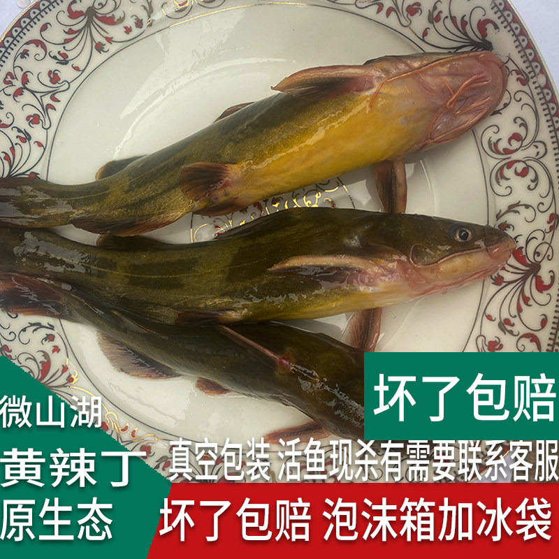微山湖黄辣丁鱼黄骨鱼生态鱼黄颡鱼昂刺鱼昂针鱼现杀鲜活