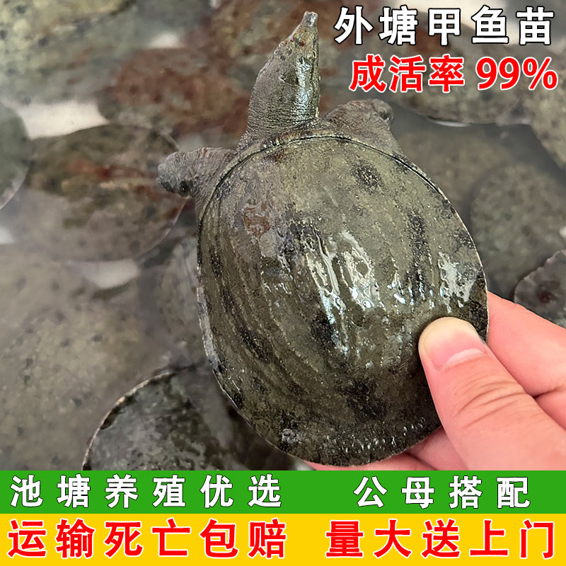 【直播专属】3元一只小甲鱼苗50g鲜活批发外塘中华鳖苗甲鱼苗包活