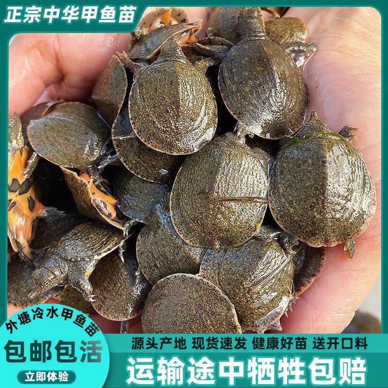 大甲鱼苗鲜活批发外塘中华鳖苗小甲鱼水鱼团鱼苗王八苗养殖小甲鱼